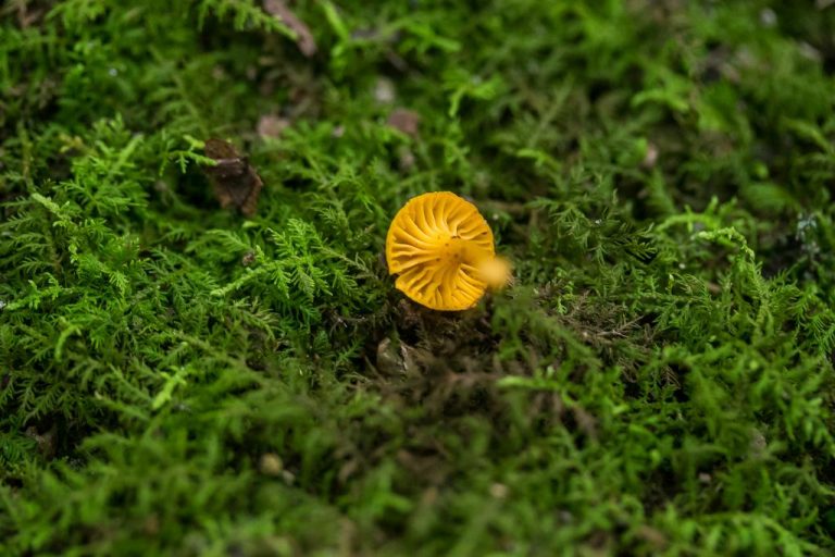 Cantharellus minor. Gills. By Richard Jacob | Western Pennsylvania ...