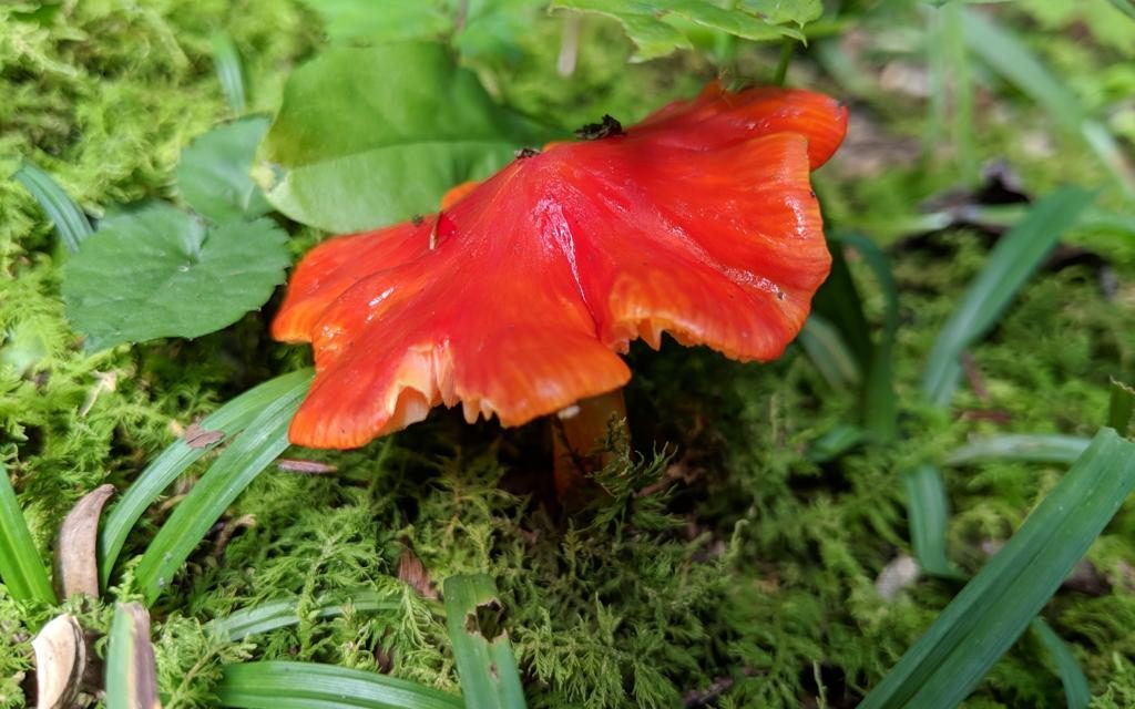Species list from Linn Run / Forbes State Forest on 08/25/2018