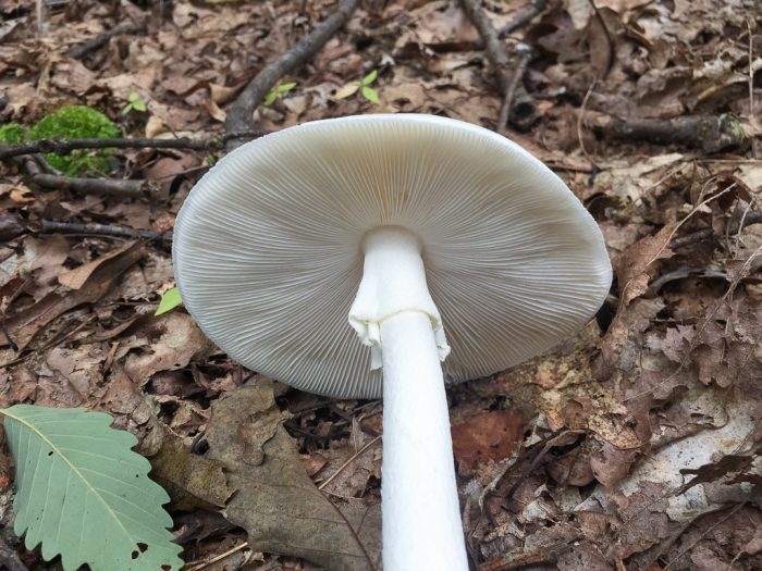 amanita-bisporigera-door-to-nature-wild-mushroom-toxins-door-county