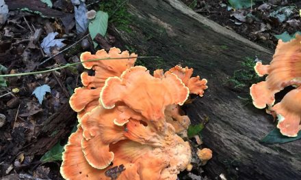 Species list from Sewickley Heights Borough Park on 09/22/2018