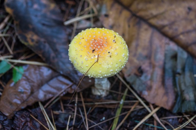 Amanita muscaria var. guessowii. By Richard Jacob | Western ...