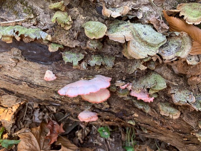 Phlebia incarnata. By Richard Jacob | Western Pennsylvania Mushroom Club