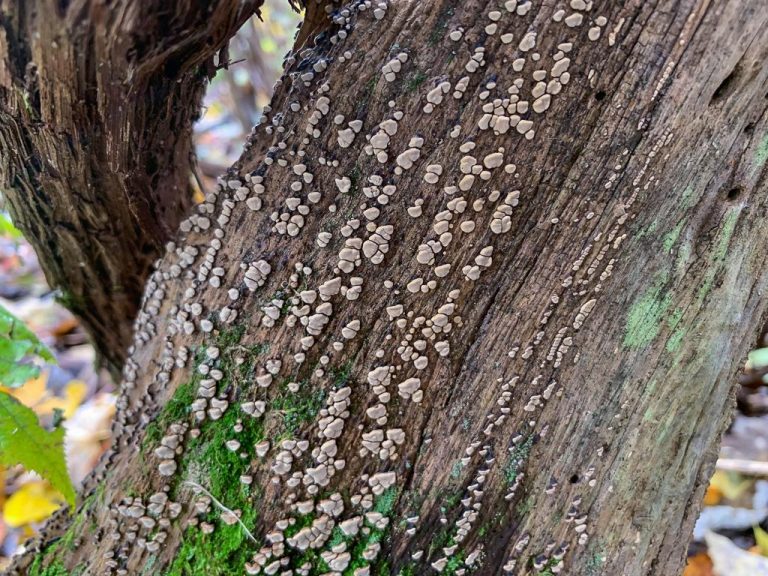 Xylobolus frustulatus. By Richard Jacob | Western Pennsylvania Mushroom ...