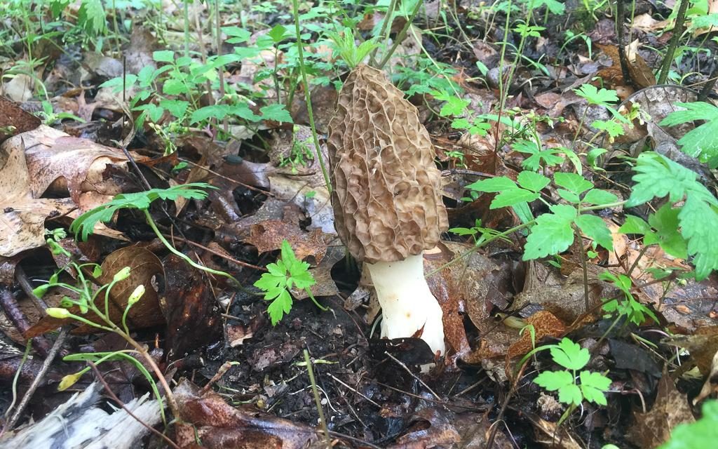 Can I eat that? Also known as the edible mushroom year talk.