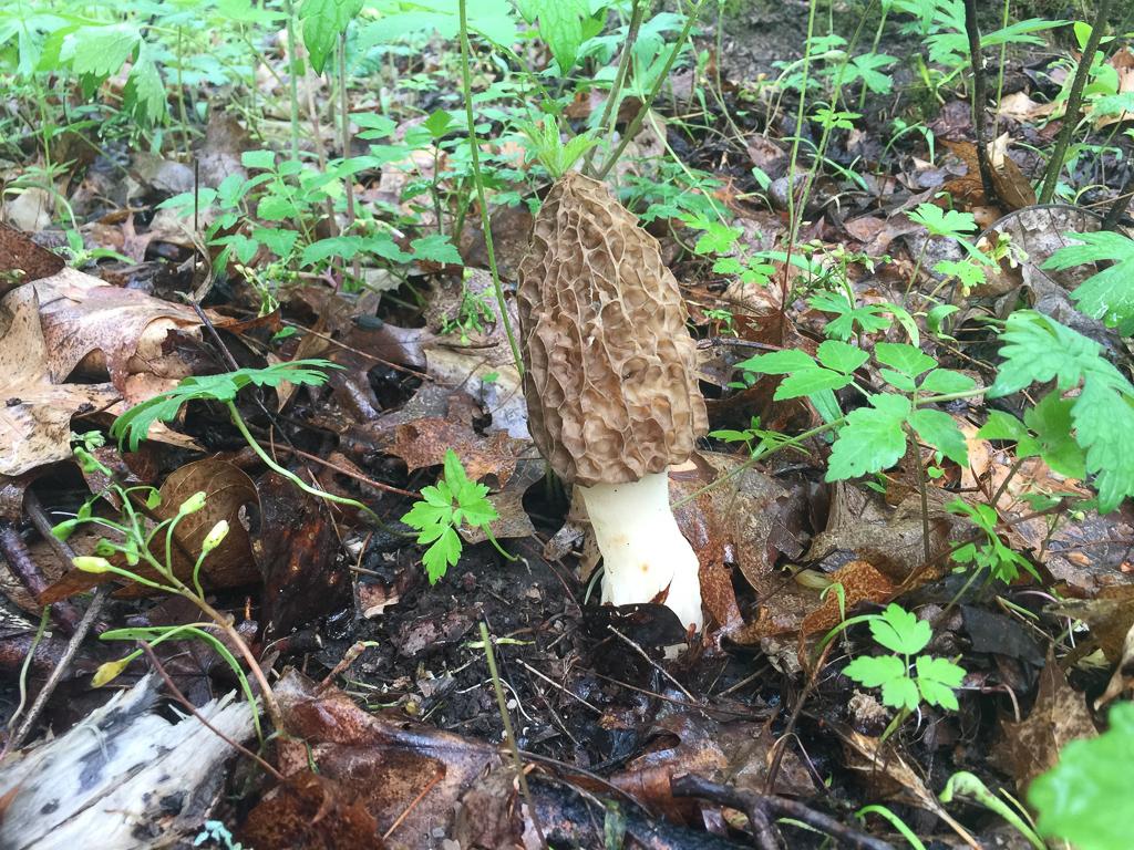 Can I eat that? Also known as the edible mushroom year talk. | Western ...