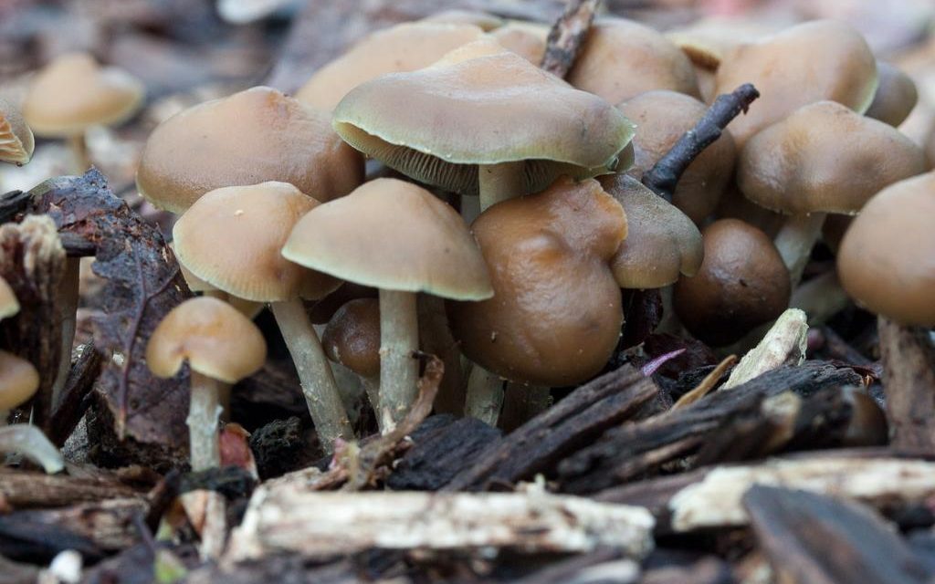 Psychedelic Mushrooms: A New Age of Treatment?