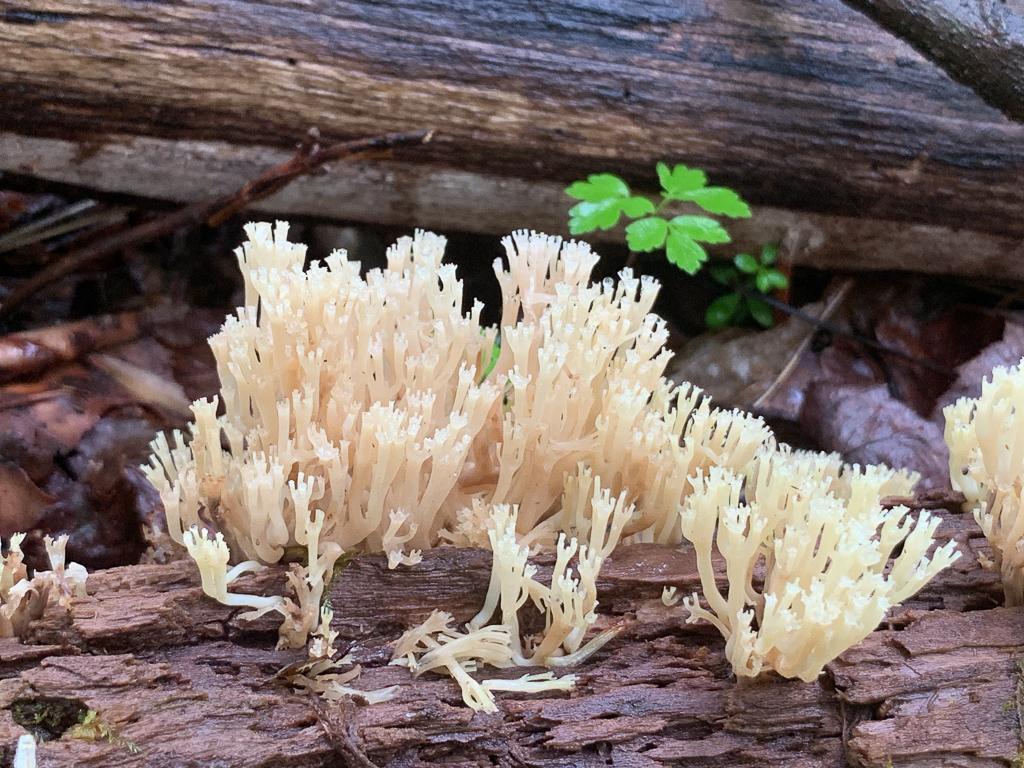 Western Pennsylvania Mushroom Club Fungi Fun And Friends   Artomyces Pyxidatus 