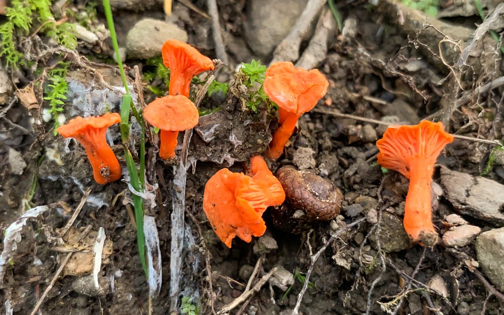 Species list from Chanterelles at North Park on 07/06/2019