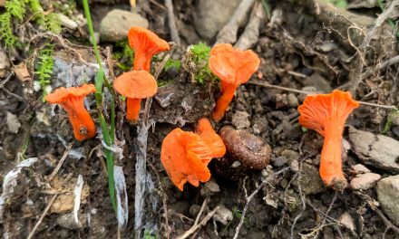 Species list from Chanterelles at North Park on 07/06/2019