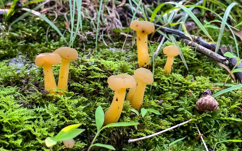 Species list from Hike with a Naturalist: Fantastic Fungi on 07/14/2019