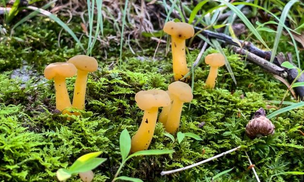 Species list from Hike with a Naturalist: Fantastic Fungi on 07/14/2019