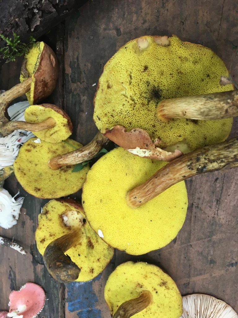 Aureoboletus innixus. By Catherine Zagare Western Pennsylvania