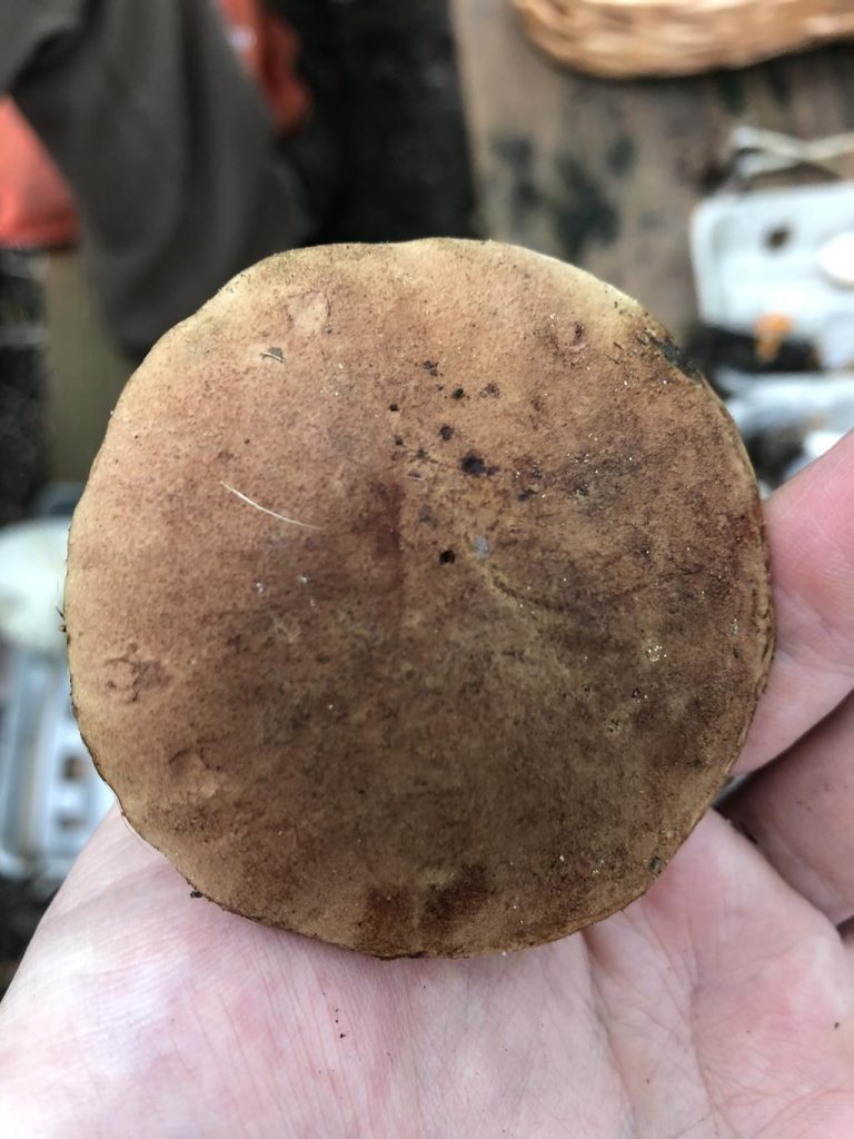 Aureoboletus innixus. Cap. By Erin Nihiser Western Pennsylvania