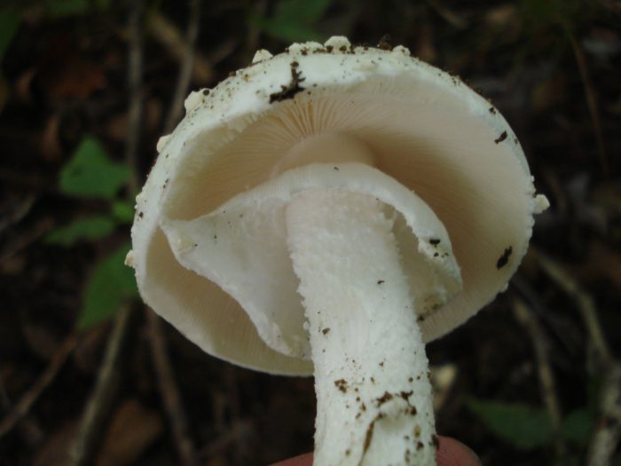 Amanita cokeri Western Pennsylvania Mushroom Club