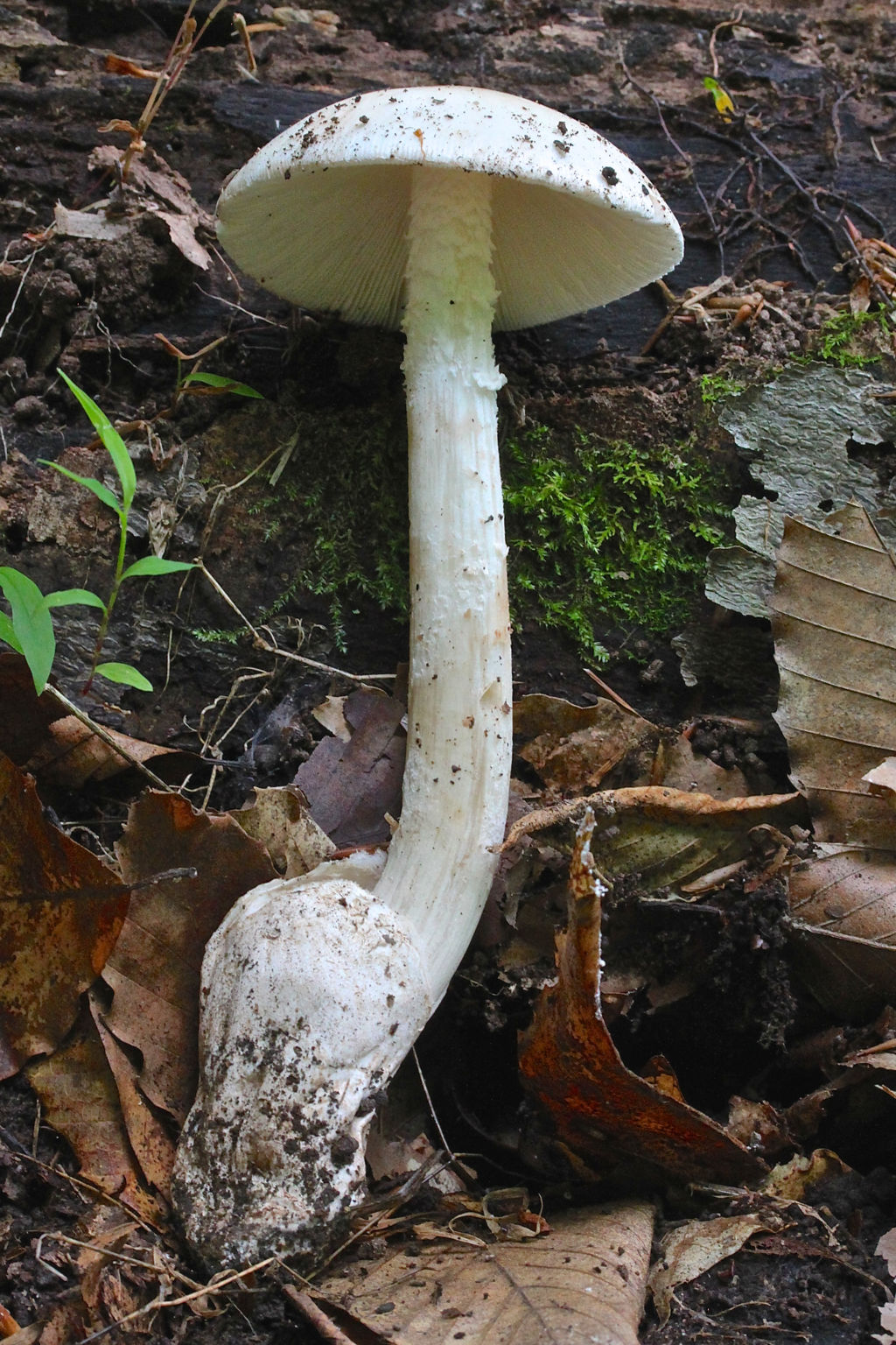 Amanita - Can-Shaped Glass – Mountain Maryland Trading Post