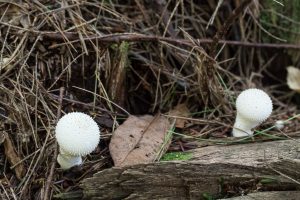 Lycoperdon perlatum  Western Pennsylvania Mushroom Club