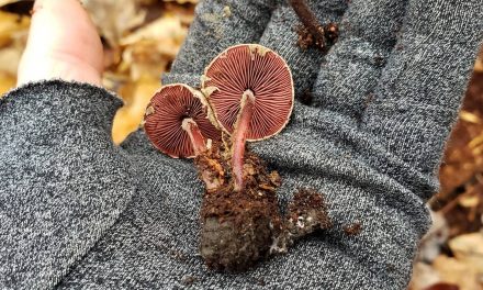 Species list from Black Friday walk at Hartwood acres on 11/29/2019