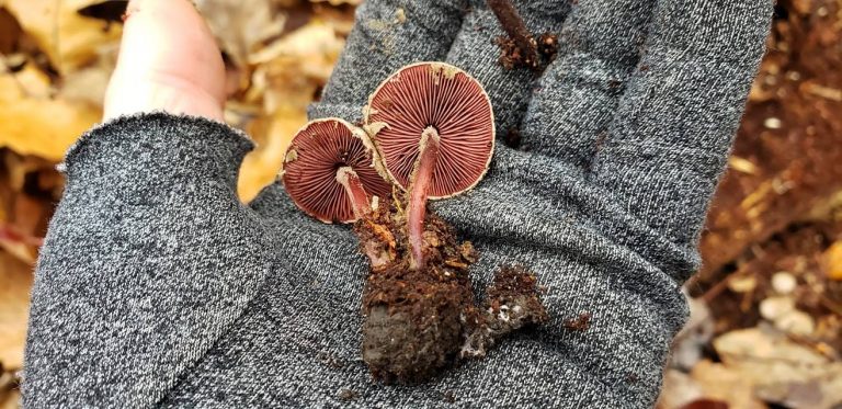 Western Pennsylvania Mushroom Club Fungi Fun And Friends   Melanophyllum Haematospermum. Gills. By Cara Coulter 768x373 