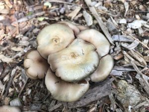 psilocybe