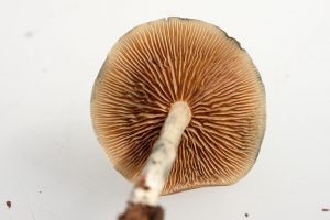 psilocybe oudemansiella fungi tricholomopsis marasmius basidiomycete collybia xerula