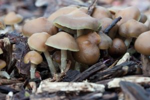 psilocybe