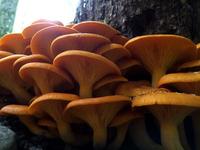 Mushroom class at Public Lands Store in Cranberry Township