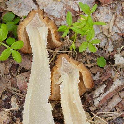 Mushroom Identification and Cooking at Blue Knob State Park, Buck Hill Amphitheater