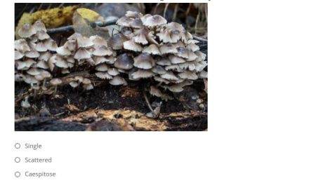 Test your mushroom knowledge with our quiz.