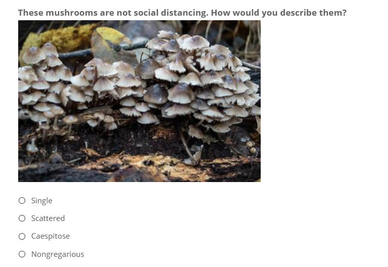 Test your mushroom knowledge with our quiz.