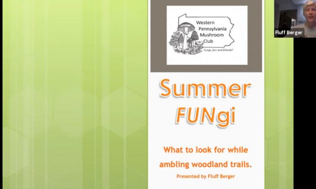 June meeting online – Looking for Summer FUNgi