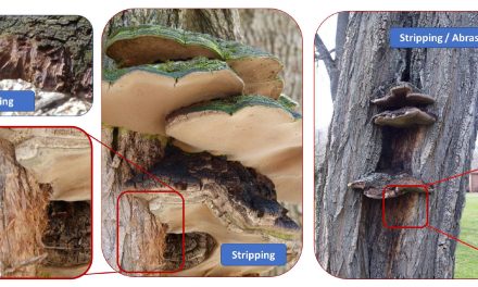 Observation of Behavioral Interactions Between Forest Fauna and the Cracked Cap Polypore Using iNaturalist Data