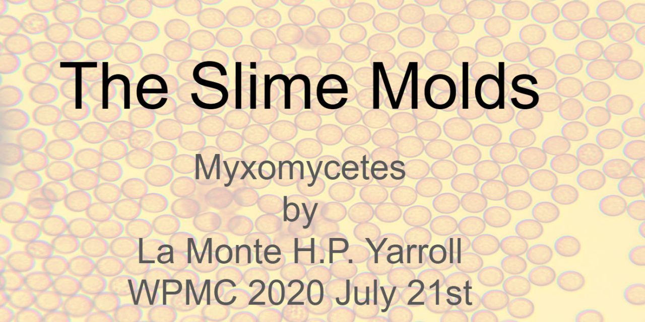 Slime Molds by La Monte Yarroll