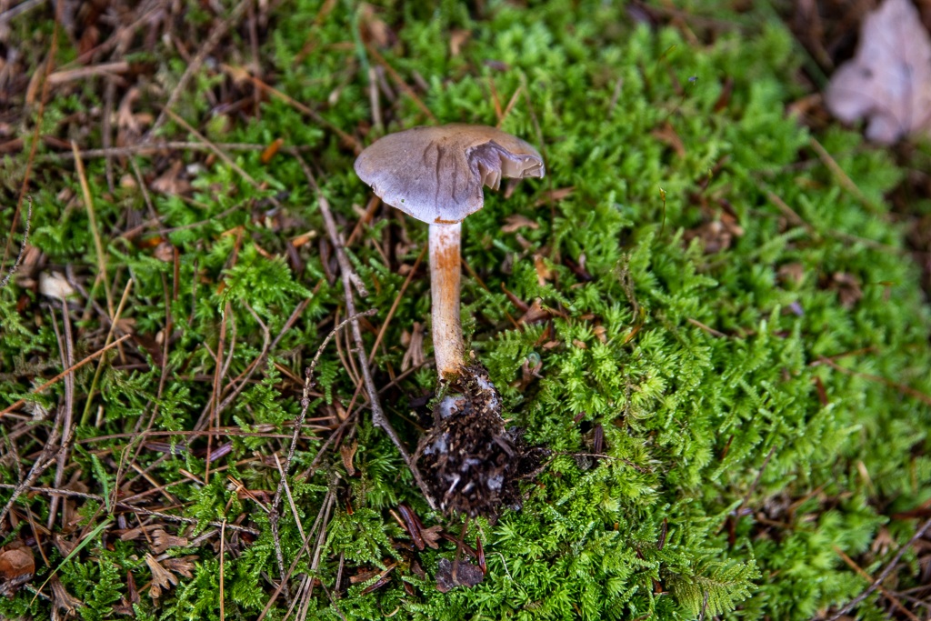 Phenomenal Fungi at Powdermill Nature Reserve