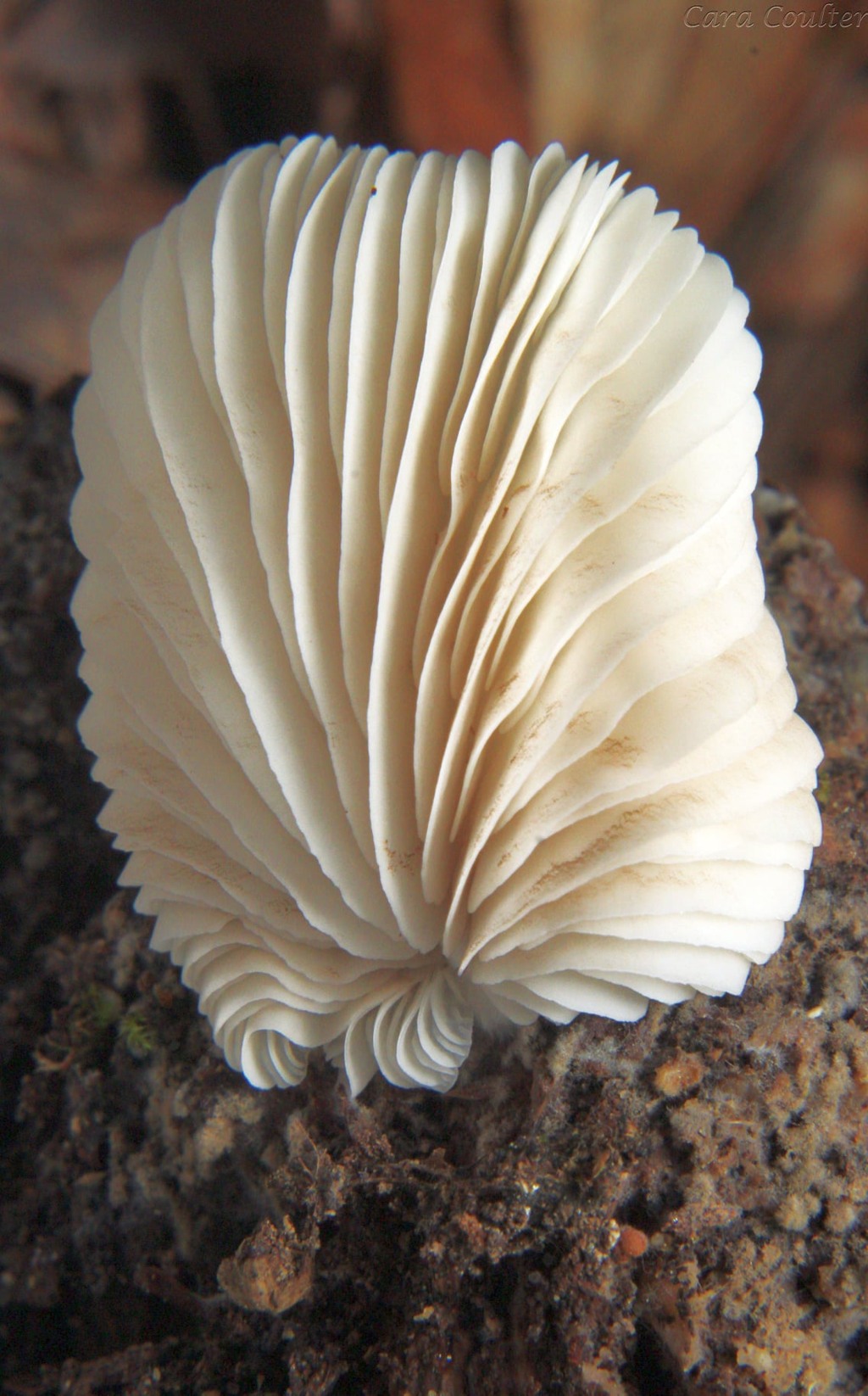 Phenomenal Fungi at Powdermill Nature Reserve