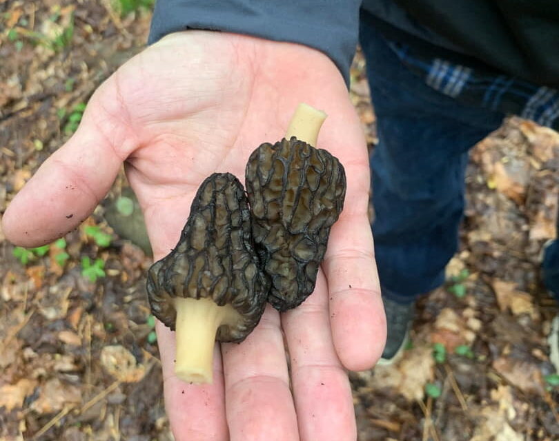 Species list from Morels at Pine Ridge Park on 05/01/2022