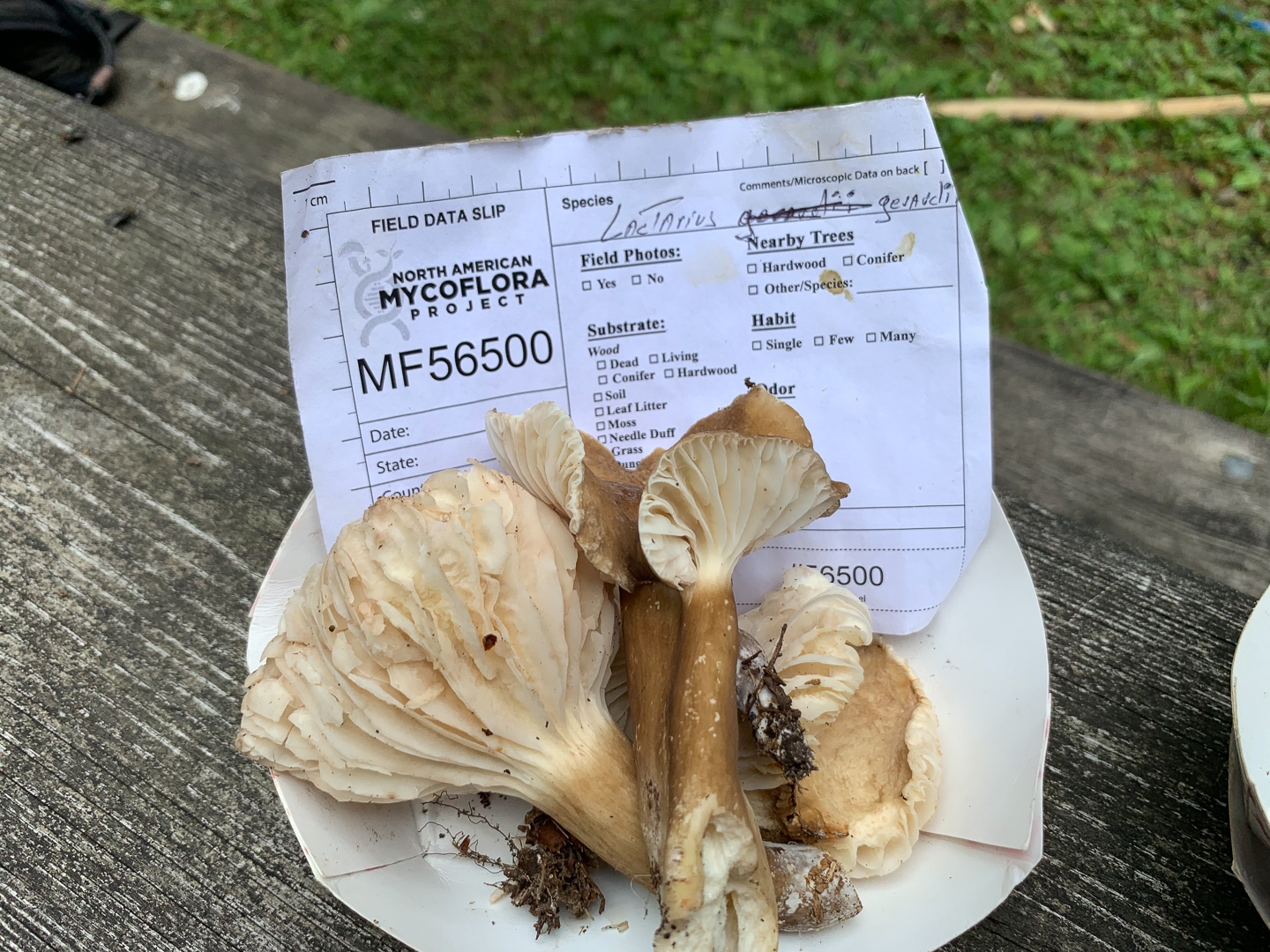 Beginners Mushroom ID Hike with Allegheny Land Trust at Bethel Green