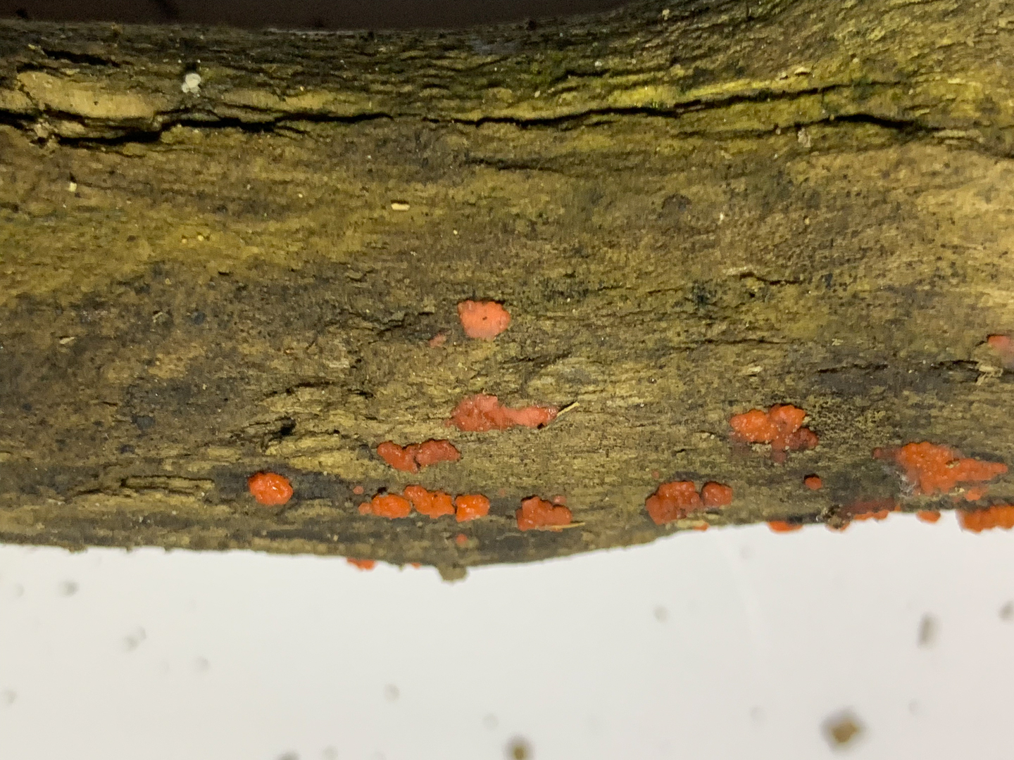 Lichen Walk at Allegheny Commons with Pittsburgh Parks Conservancy