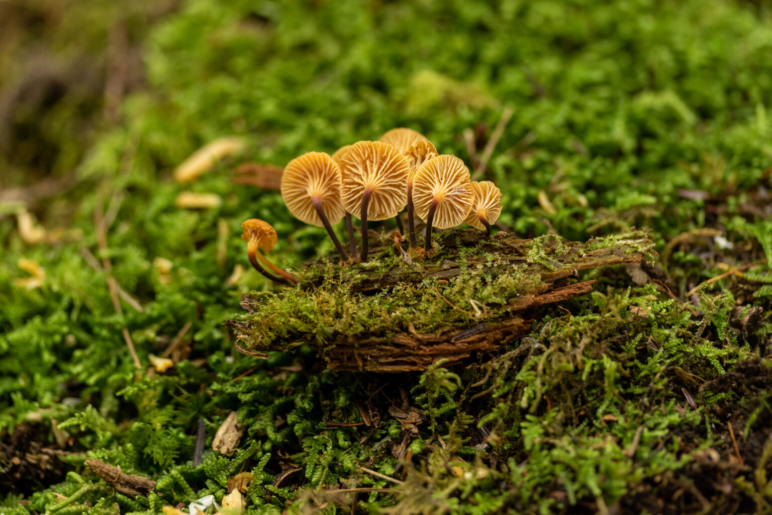 Xeromphalina Enigmatica 