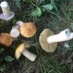 Genetics of the Boletus edulis group with Dr. Bryn Dentinger