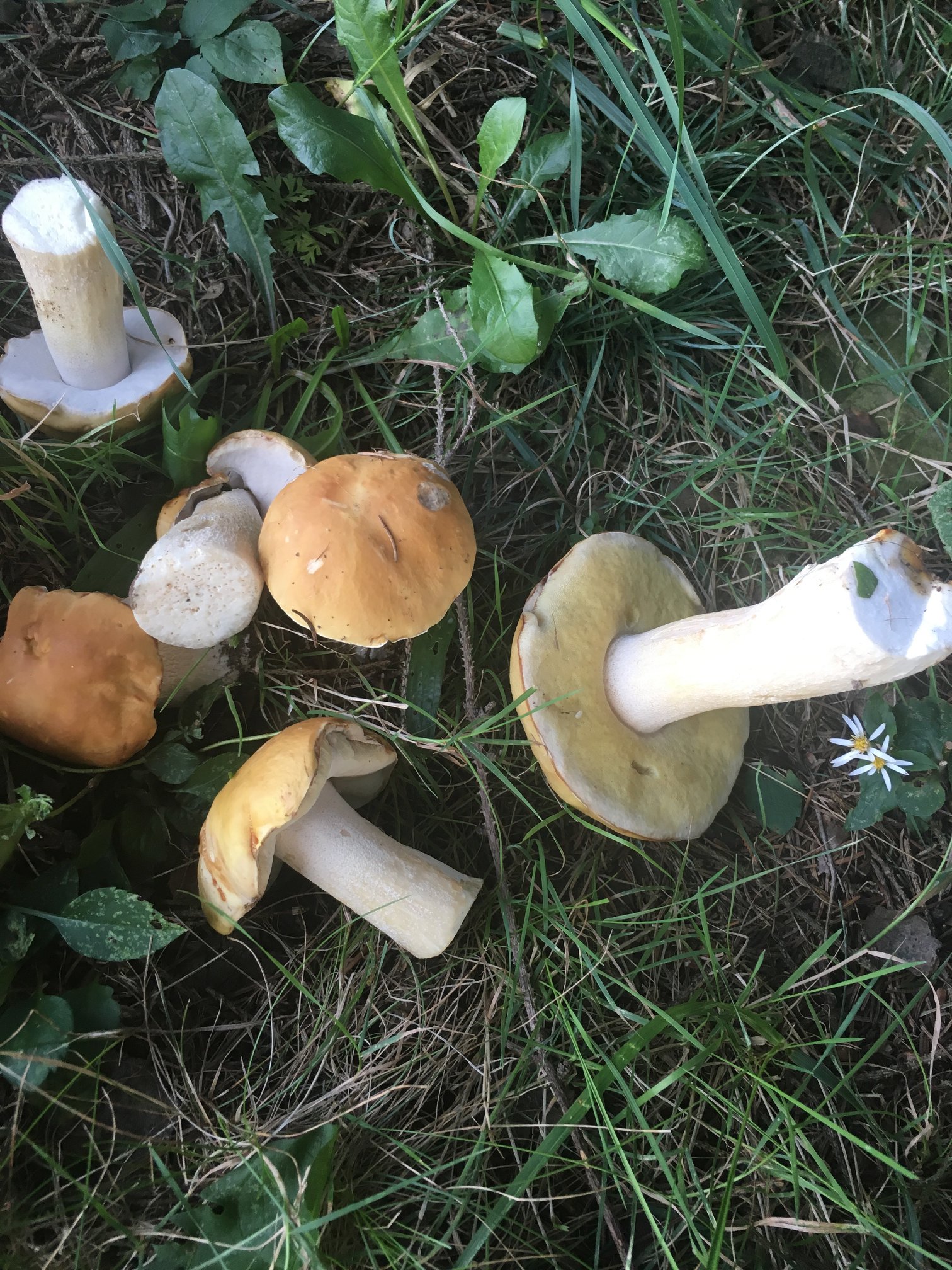Genetics of the Boletus edulis group with Dr. Bryn Dentinger