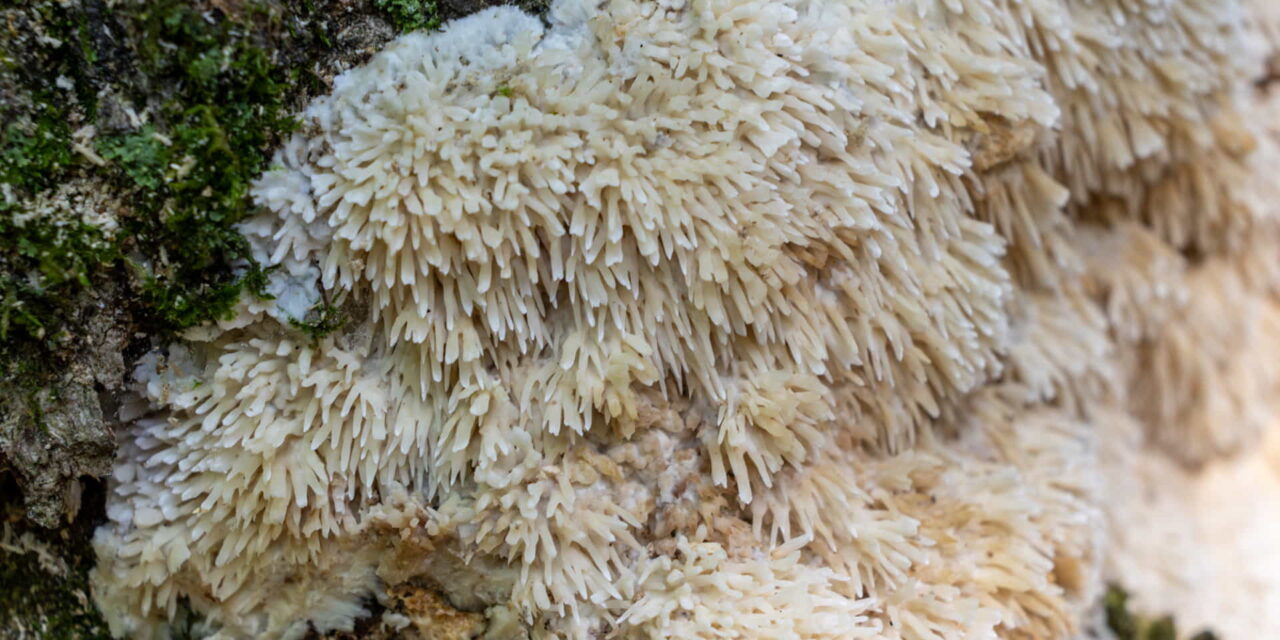 Species list from Dorothy Fornof Foray at Deer Lakes park on 07/06/2024