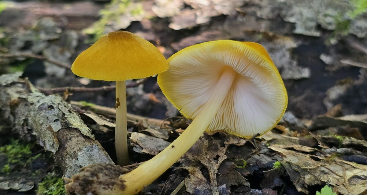 Species list from Oil Creek State Park (Bike Trail, Southern Terminus Parking) on 08/25/2024