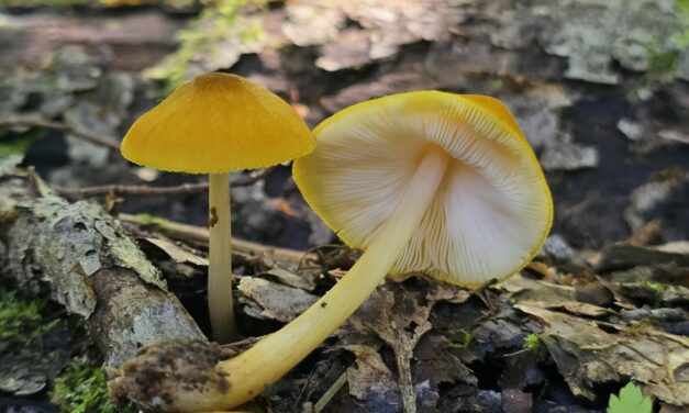 Species list from Oil Creek State Park (Bike Trail, Southern Terminus Parking) on 08/25/2024