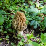 Can I Eat That? Mushroom Foraging