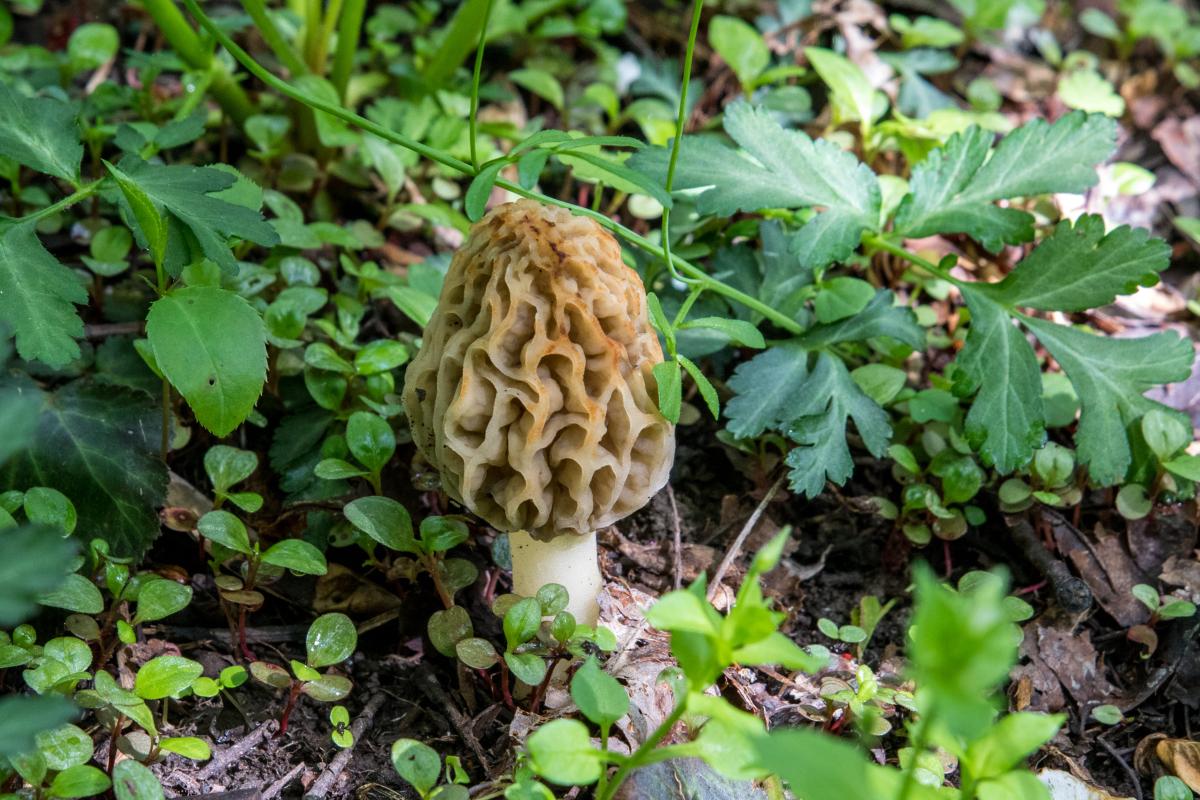 Can I Eat That? Mushroom Foraging