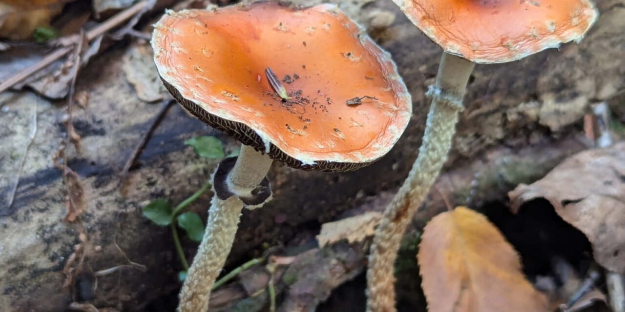 Species list from Grindstone Run, McConnell’s Mill State Park on 10/27/2024