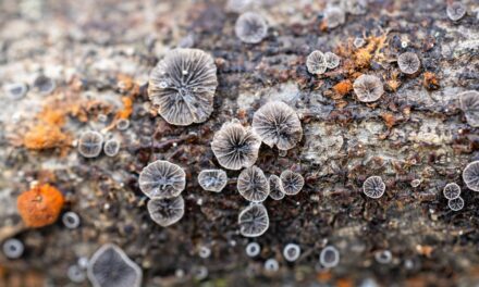 Species list from Hartwood Acres on 11/30/2024