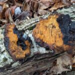 Winter chaga walk  - new date