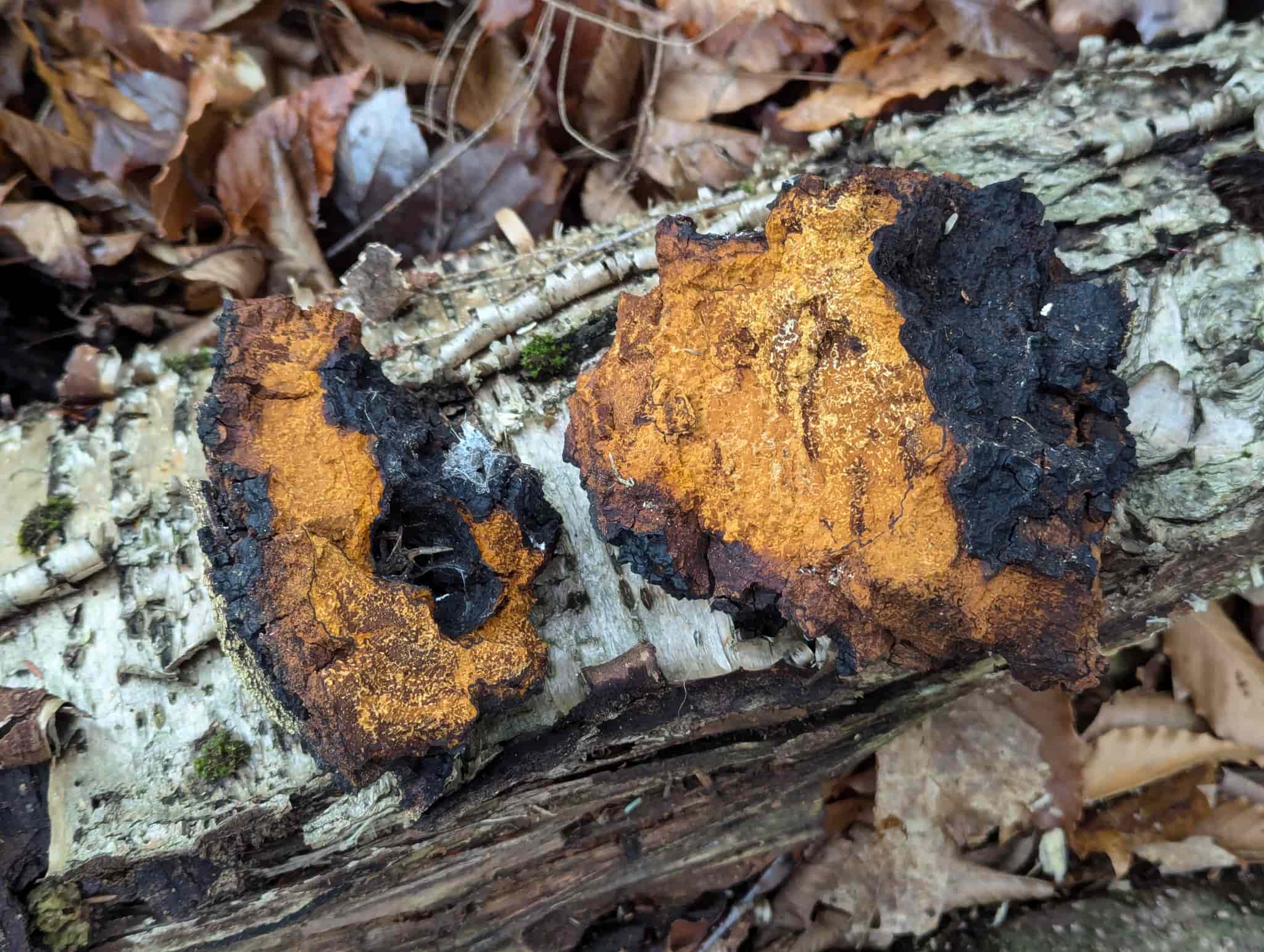 Winter chaga walk