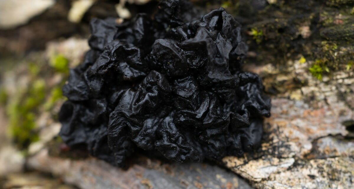 Species list from Dark Hollow Woods on 04/12/2025